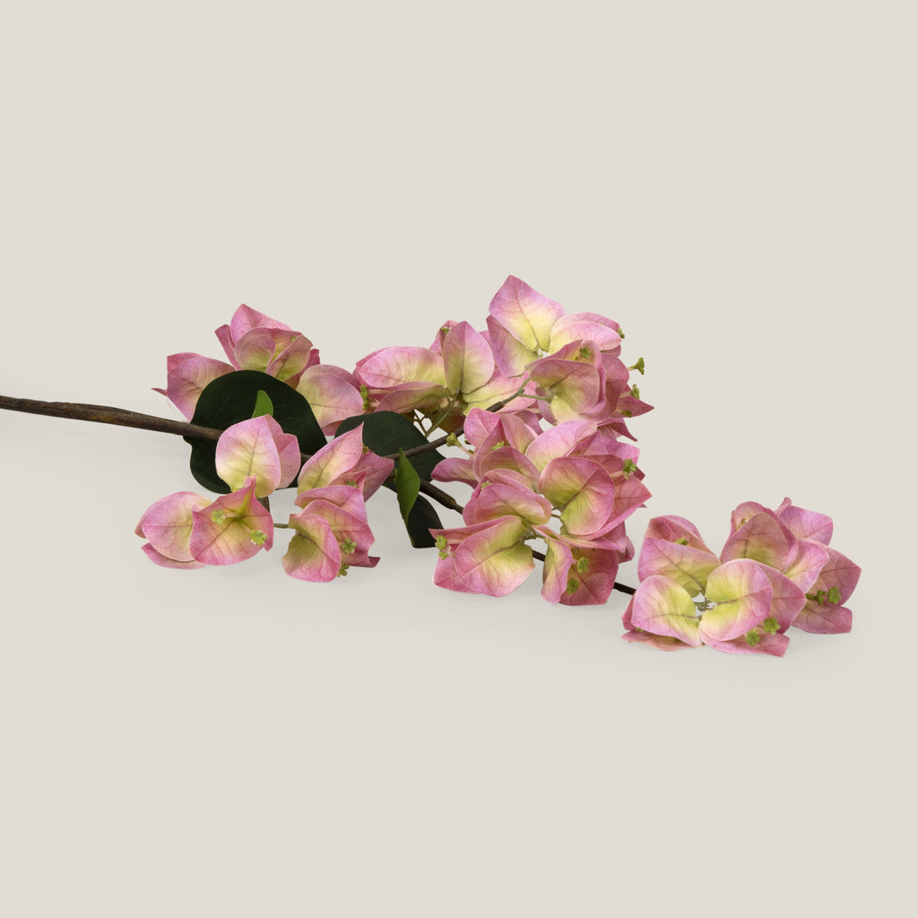 Pink Queen Bougainvillea Flower