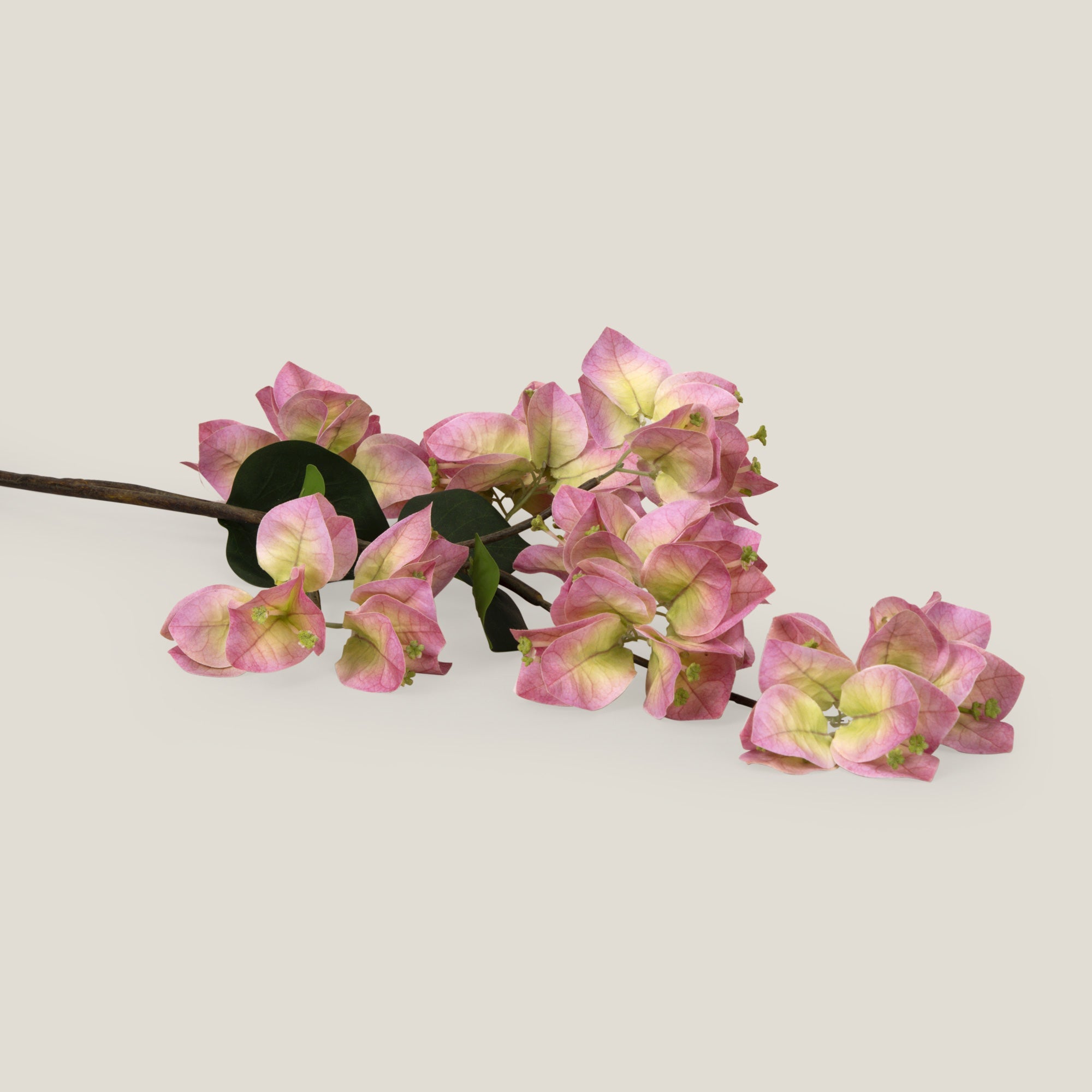 Pink Queen Bougainvillea Flower