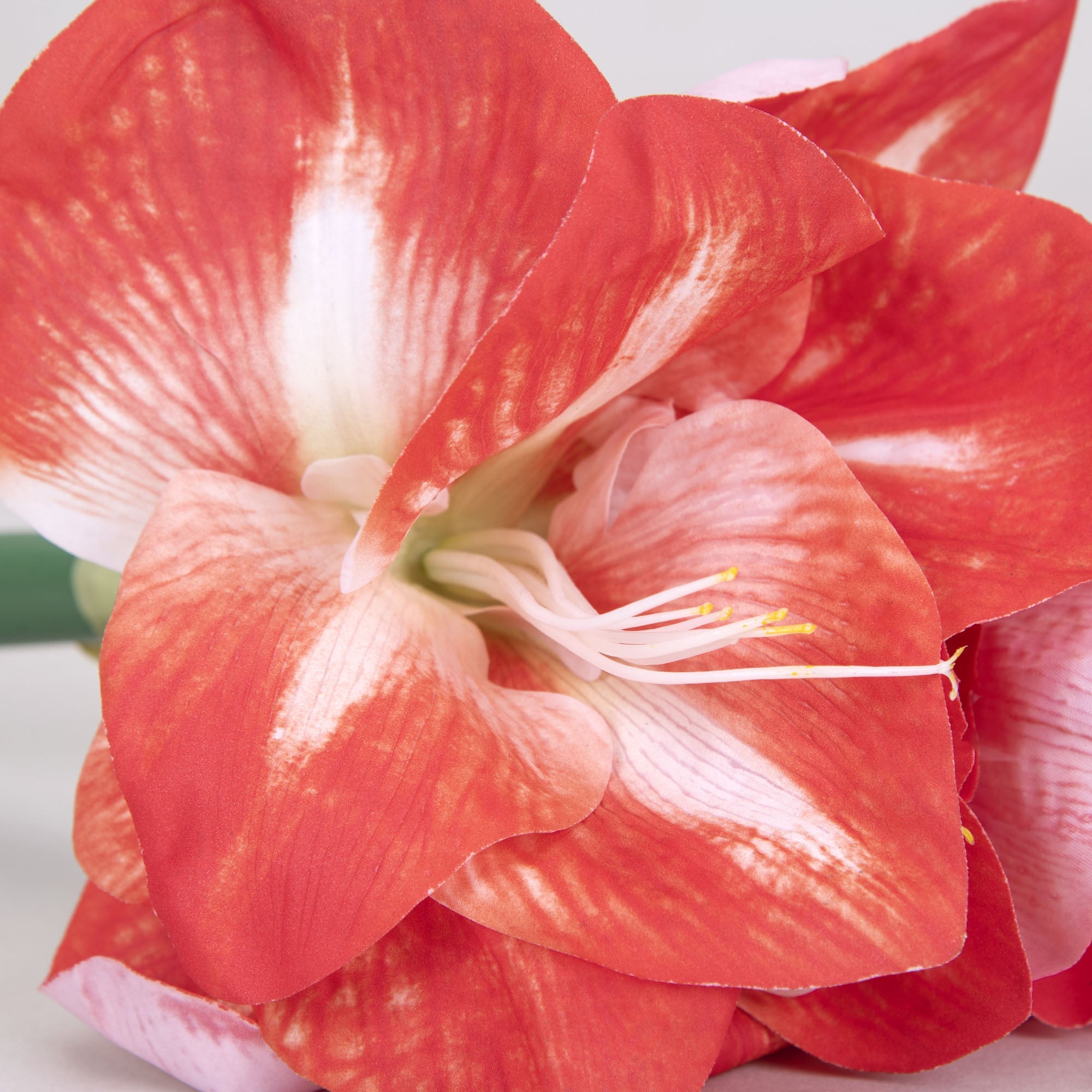 Red Amaryllis Flower